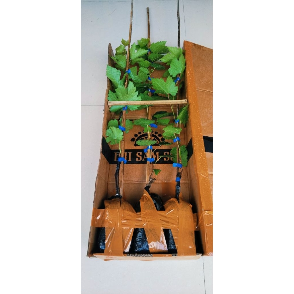 Promo bibit anggur sepaket isi 3 bibit bebas pilih varian