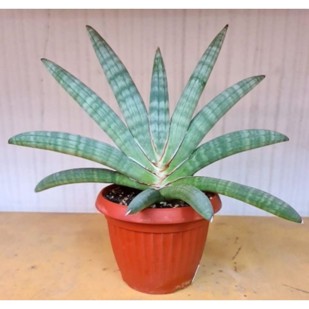 sansevieria eilensis