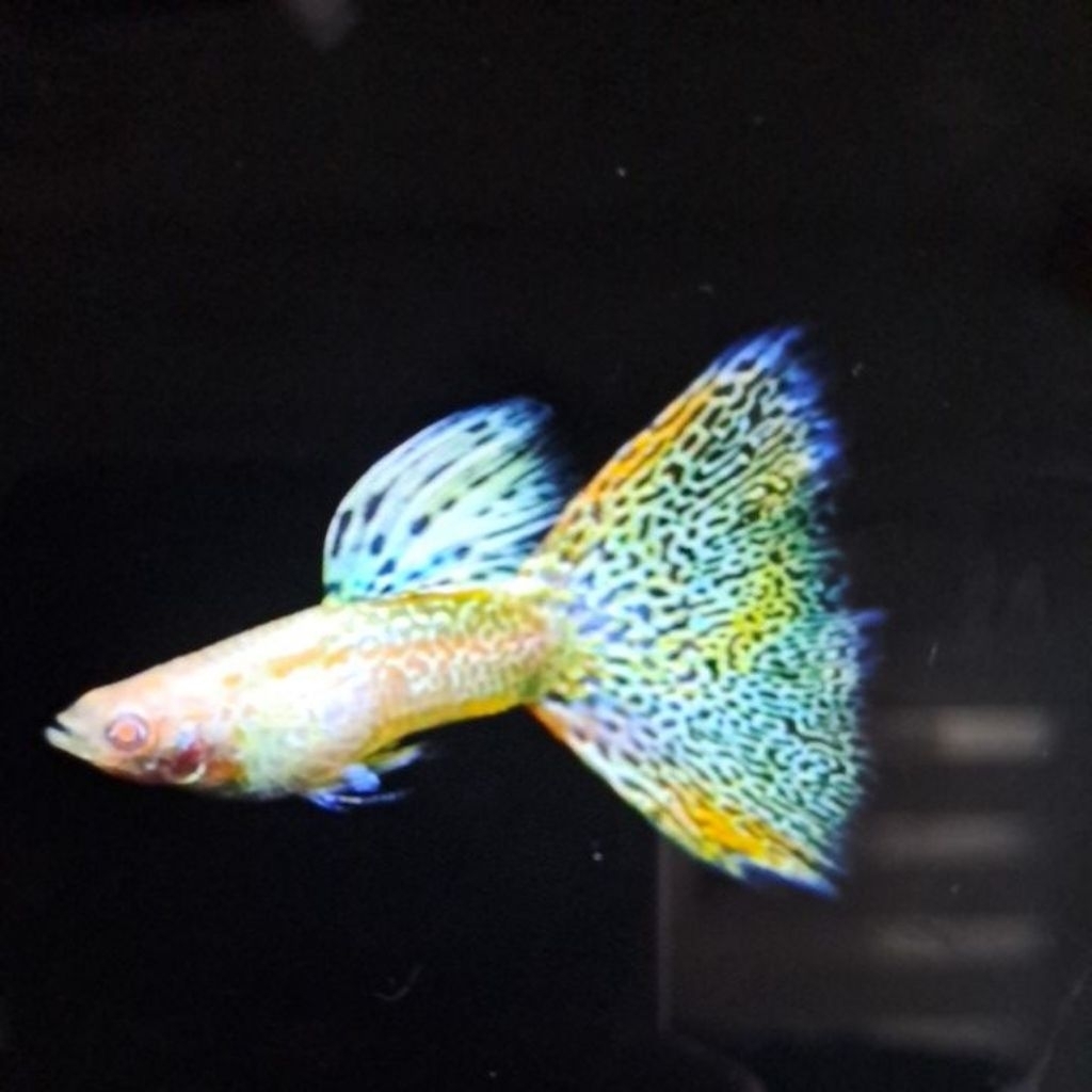 Hiasan Aquarium Guppy Albino Yellow Snakeskin 1 Pasang