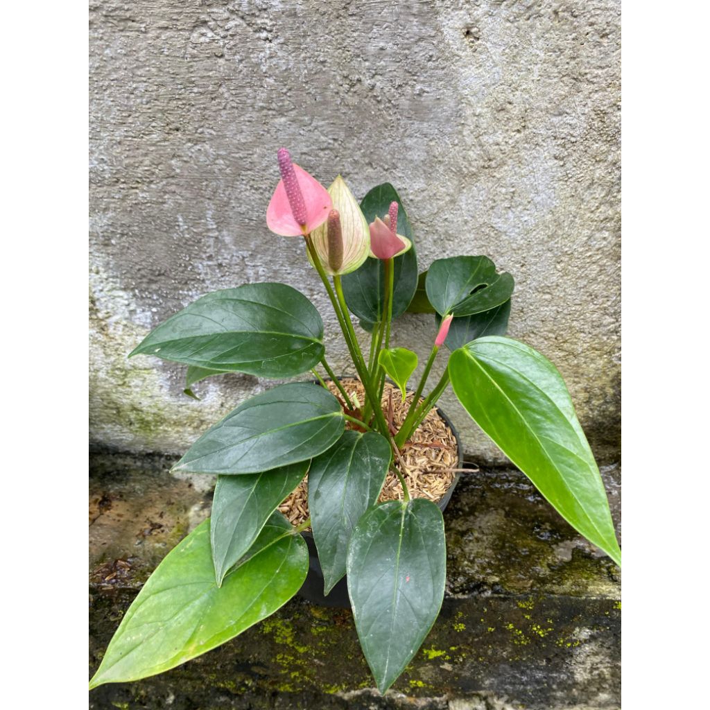 Tanaman Hias Anthurium Mini Pink / Anthurium mickey mouse mini pink