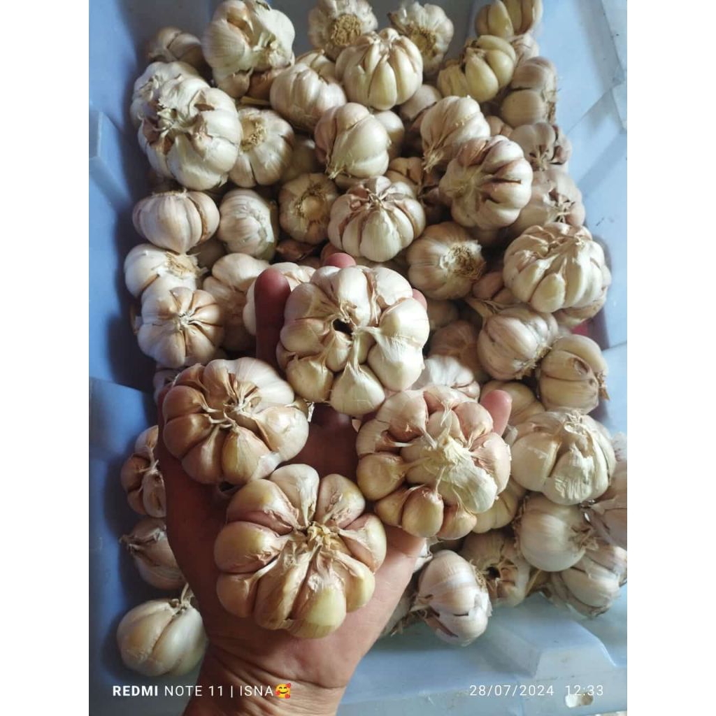 

BAWANG PUTIH BERSIH KUPAS SENDIRI