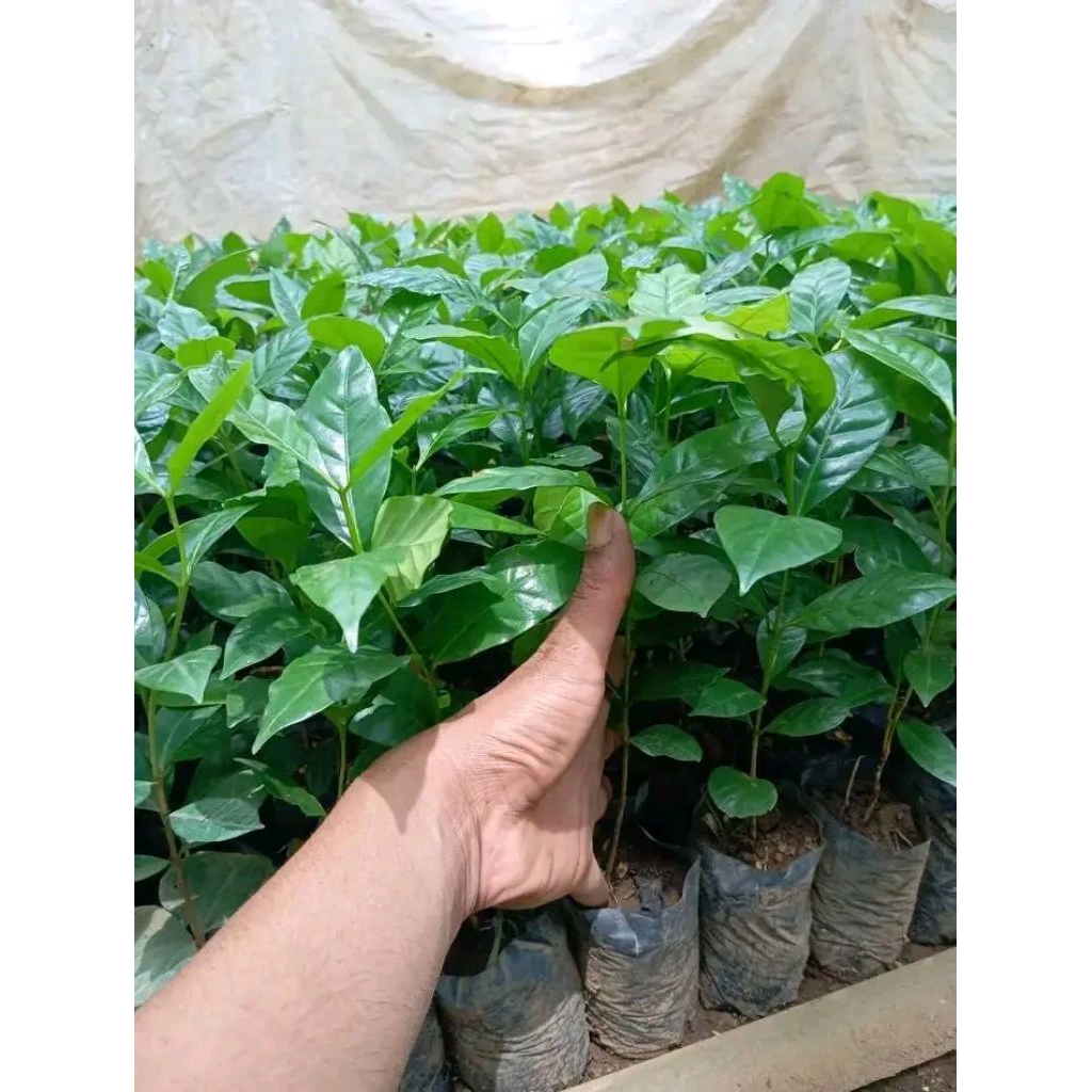 PAKET HEMAT 100 BIBIT KOPI ROBUSTA VARIETAS ATENG JANDA/ASLI KOPI LAMPUNG/ CABUTAN SIAP TANAM