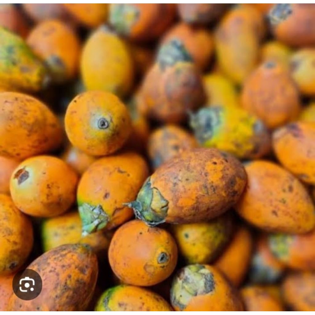 

buah pinang tua bisa untuk bibit 1 kg