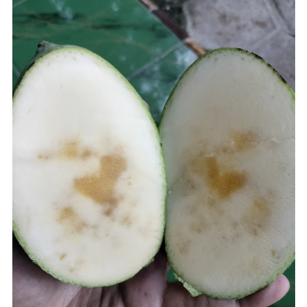 

mangga madu manalagi 1kg kondisi metah tua isi 3-4-5