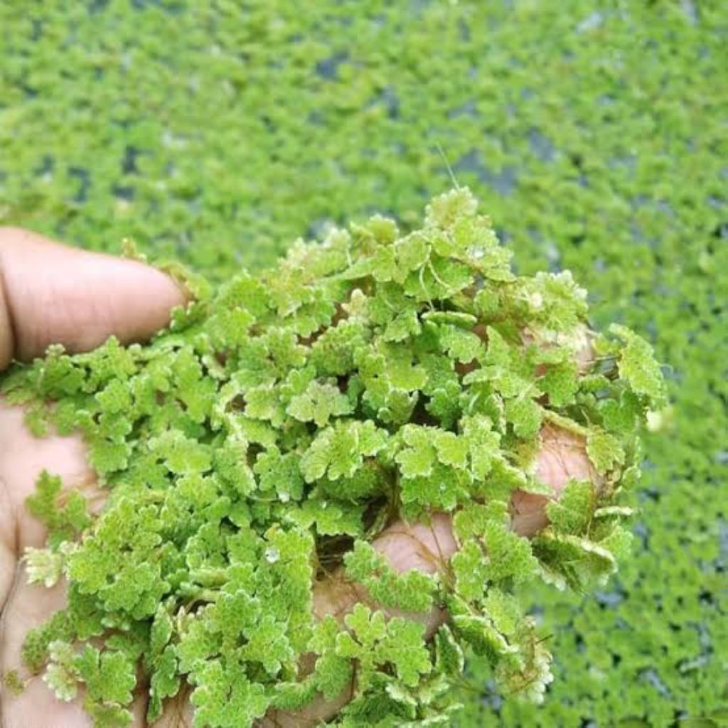 Bibit azolla microphylla