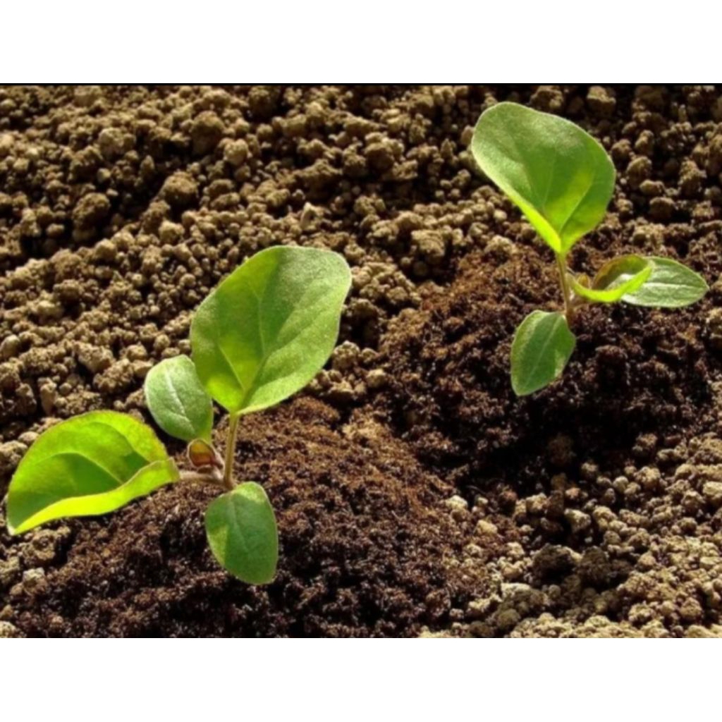 Pupuk halus kohe kambing kemasan 25 kg