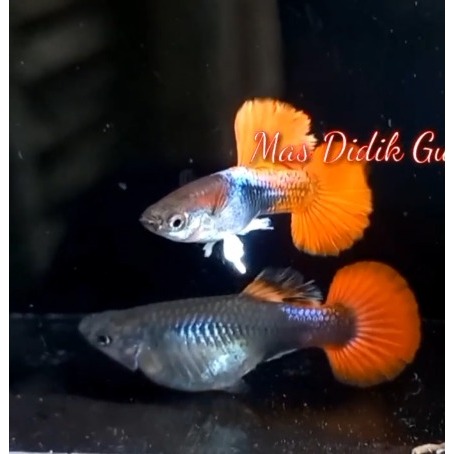 Half Blαck Red Rose Tail || HB Red Rose Tail