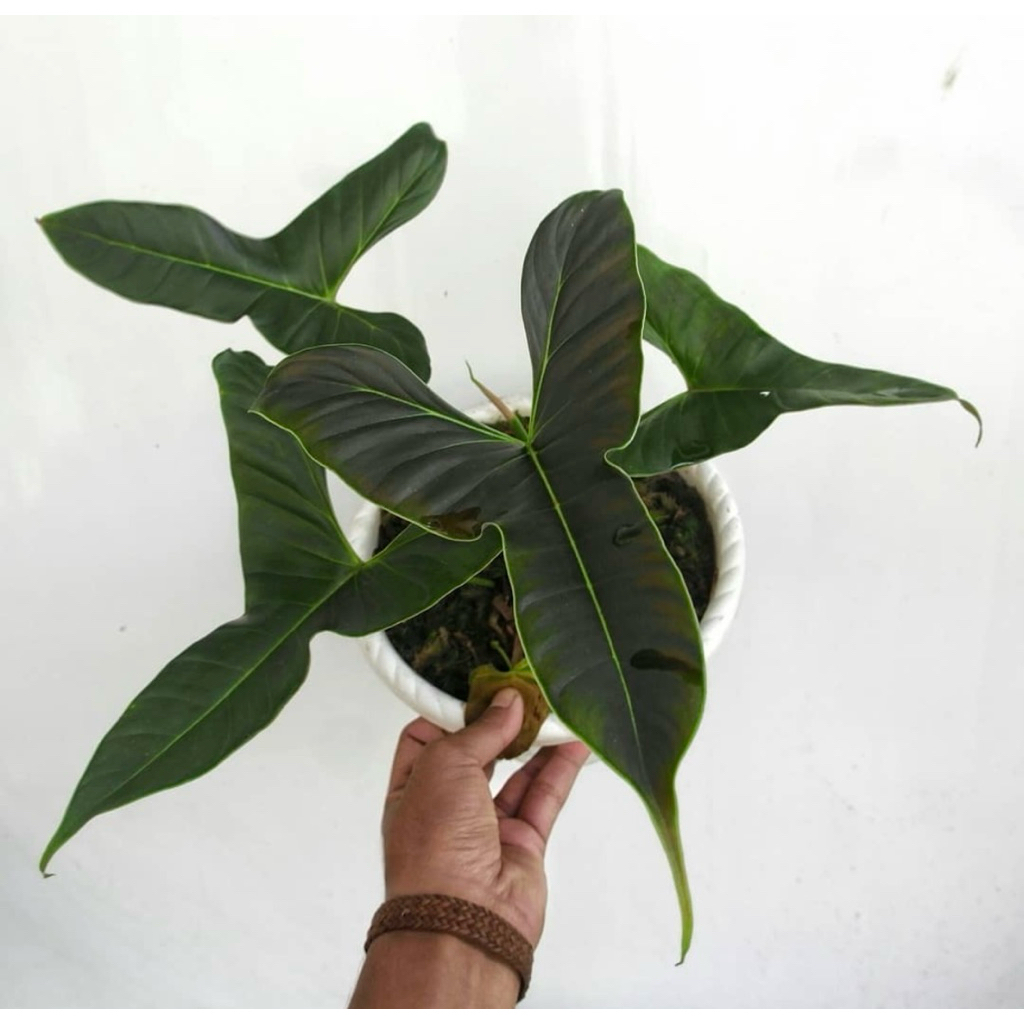 philodendron lupinum mature