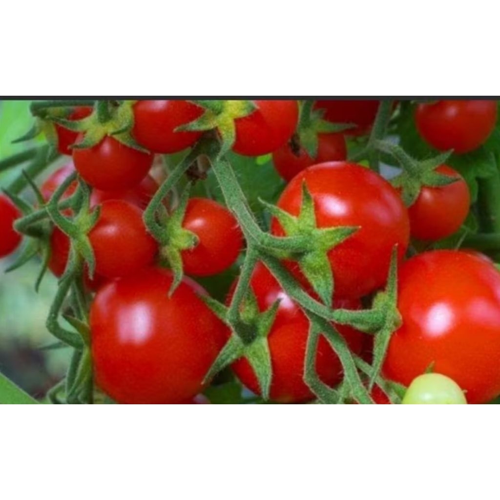 

1kg TOMAT SEGAR FRESS