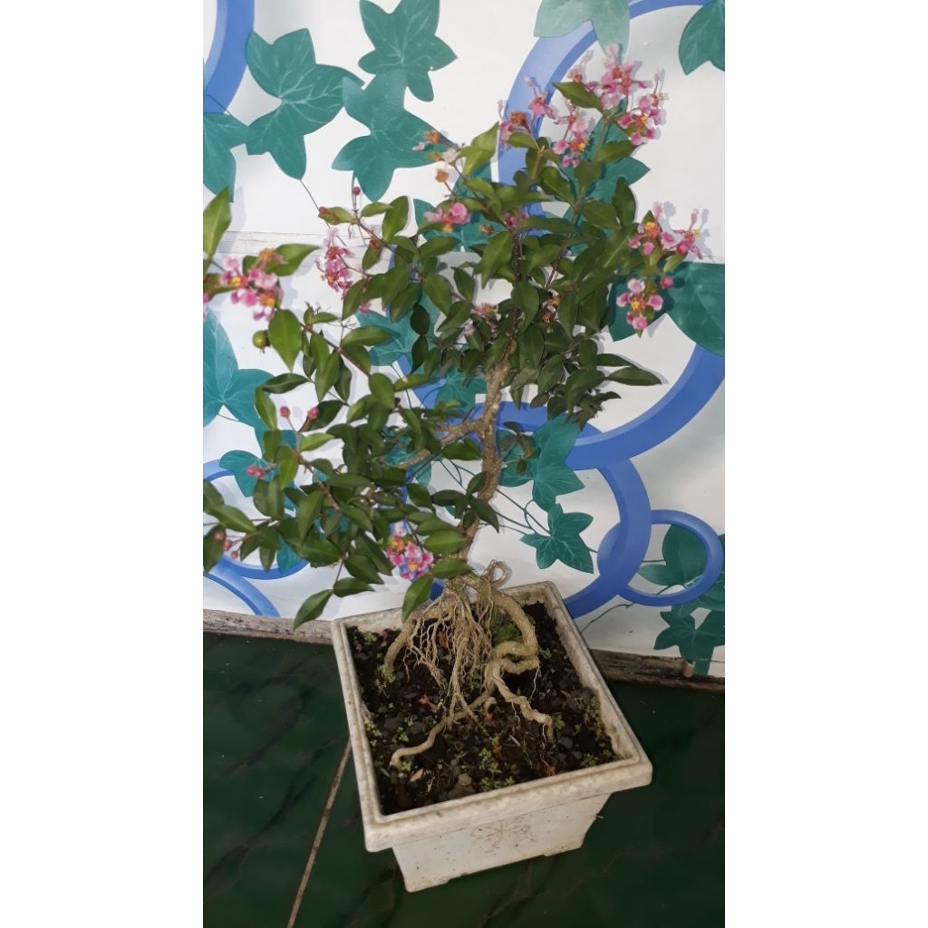 Bibit Sakura mikro ( bahan bonsai)