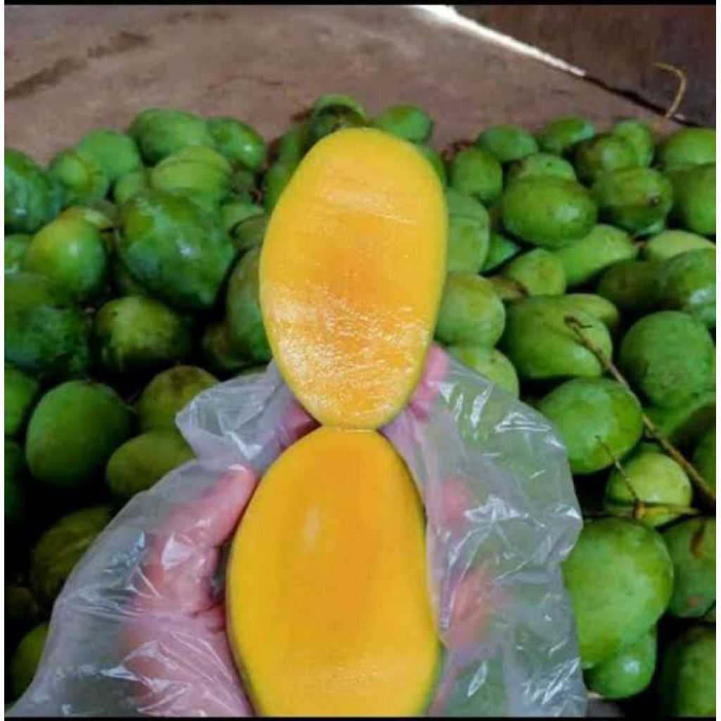 

Mangga Kweni / Embem Harga 1 Buah