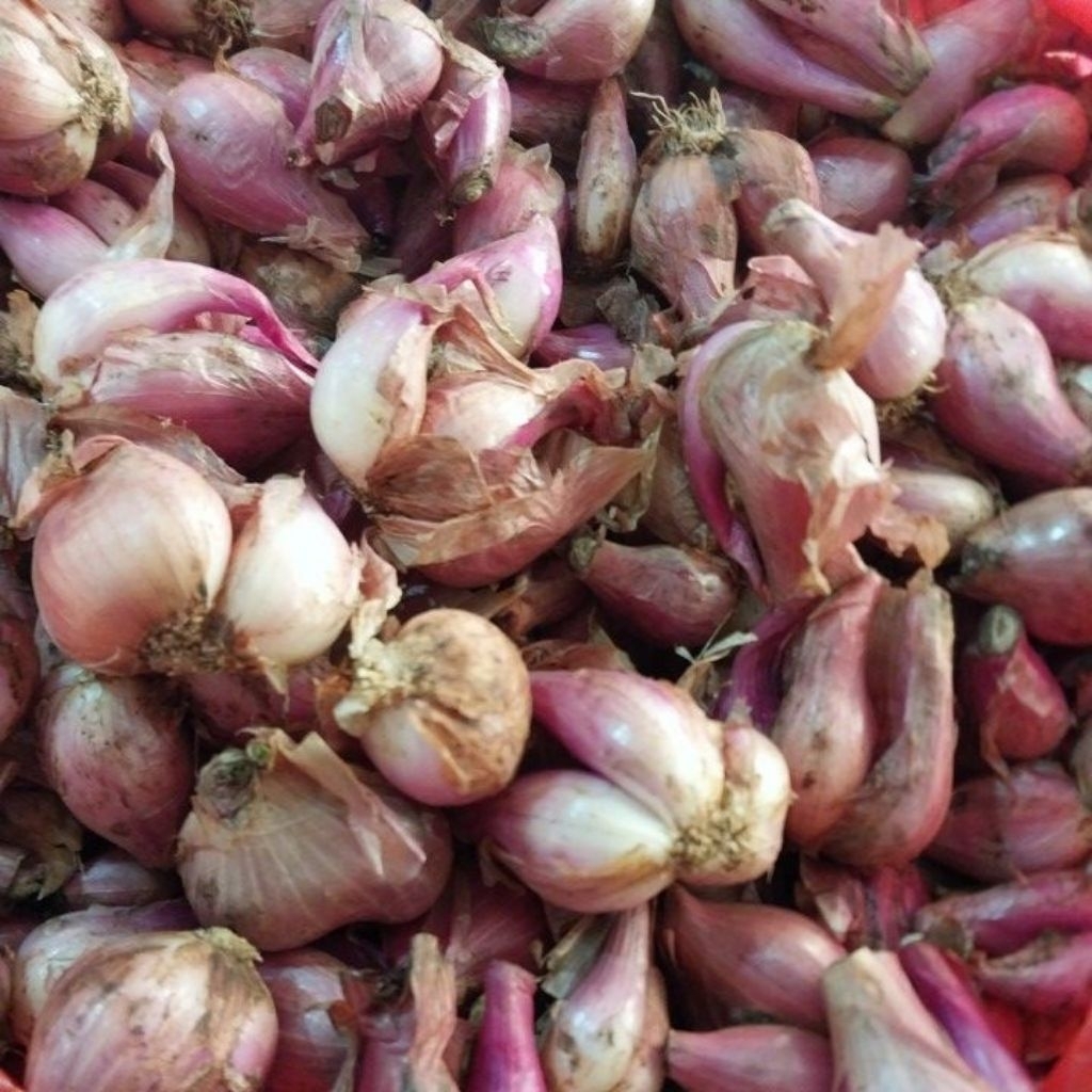 

bawang merah daerah 1 kg
