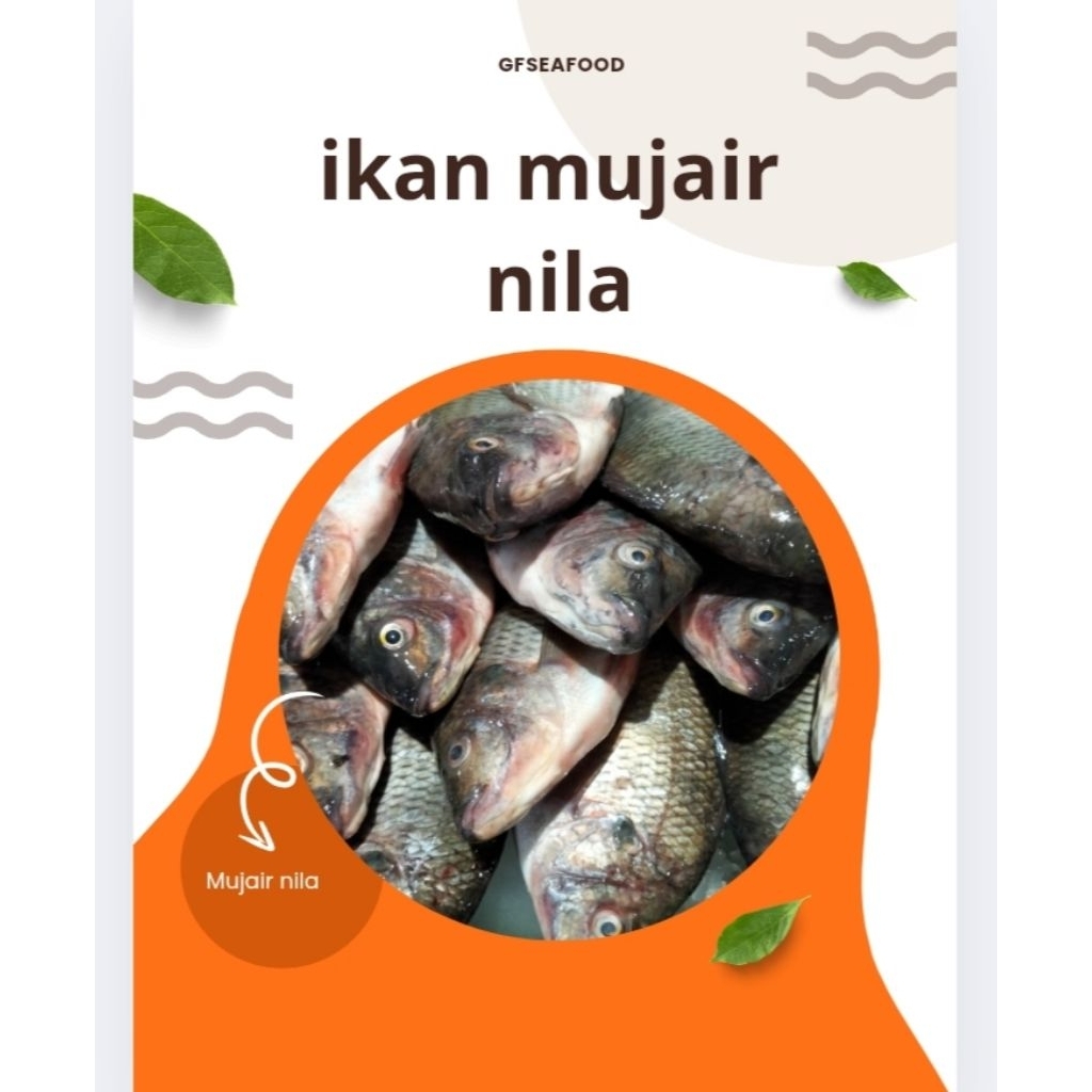 

Ikan Mujair Segar / Ikan Mujaer Super 1000g (BUKAN FROZEN)