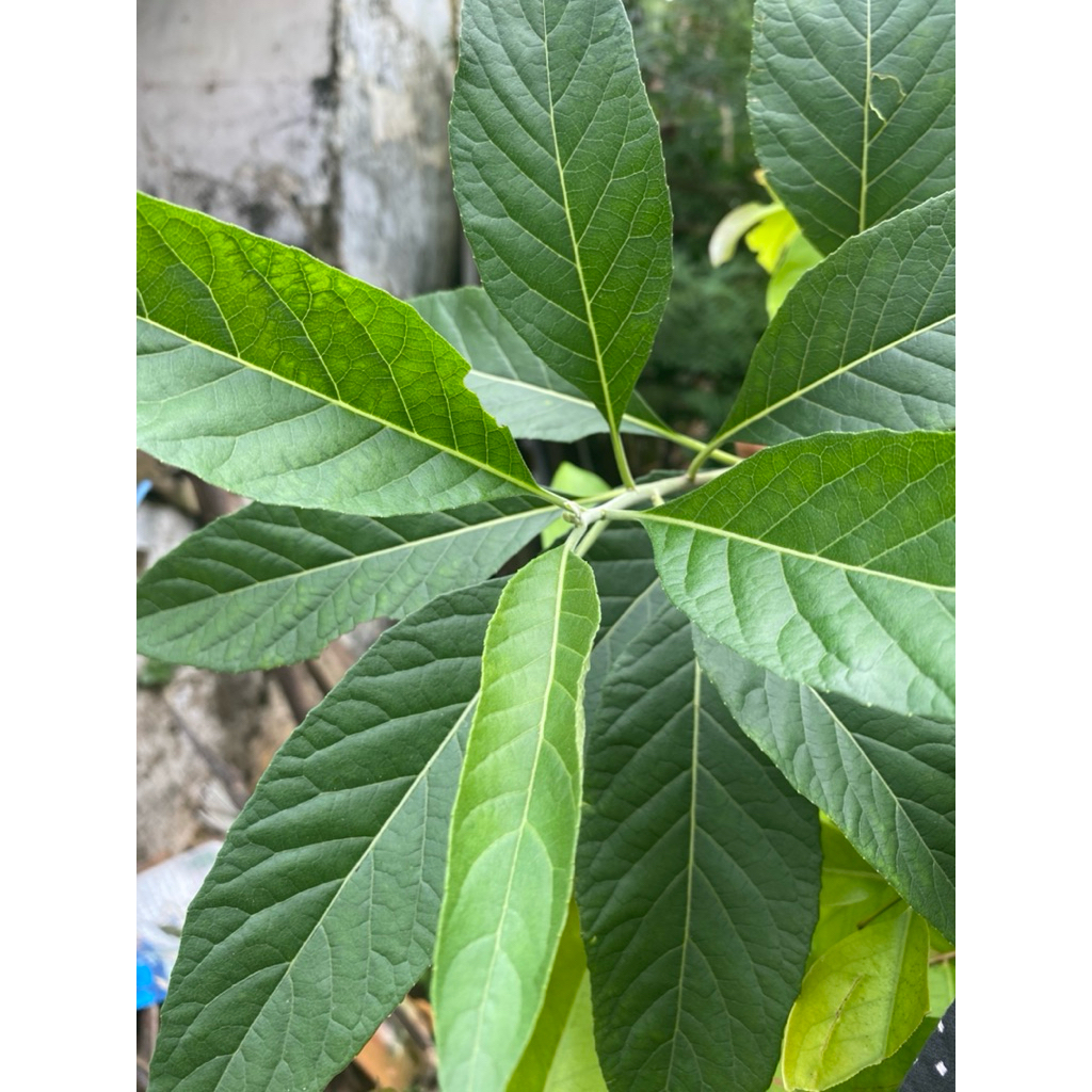 

Daun Afrika 40 lembar segar