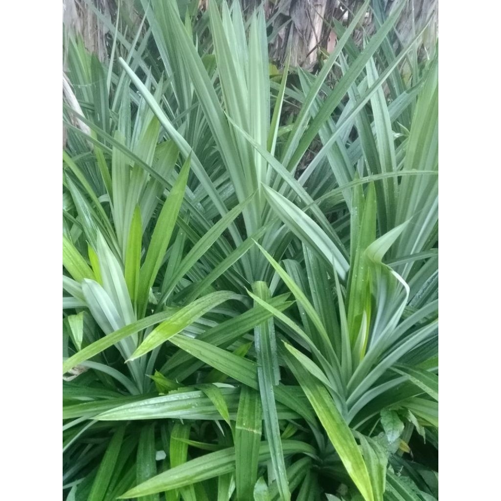 

Daun Pandan Wangi Segar Fresh 1 Iket