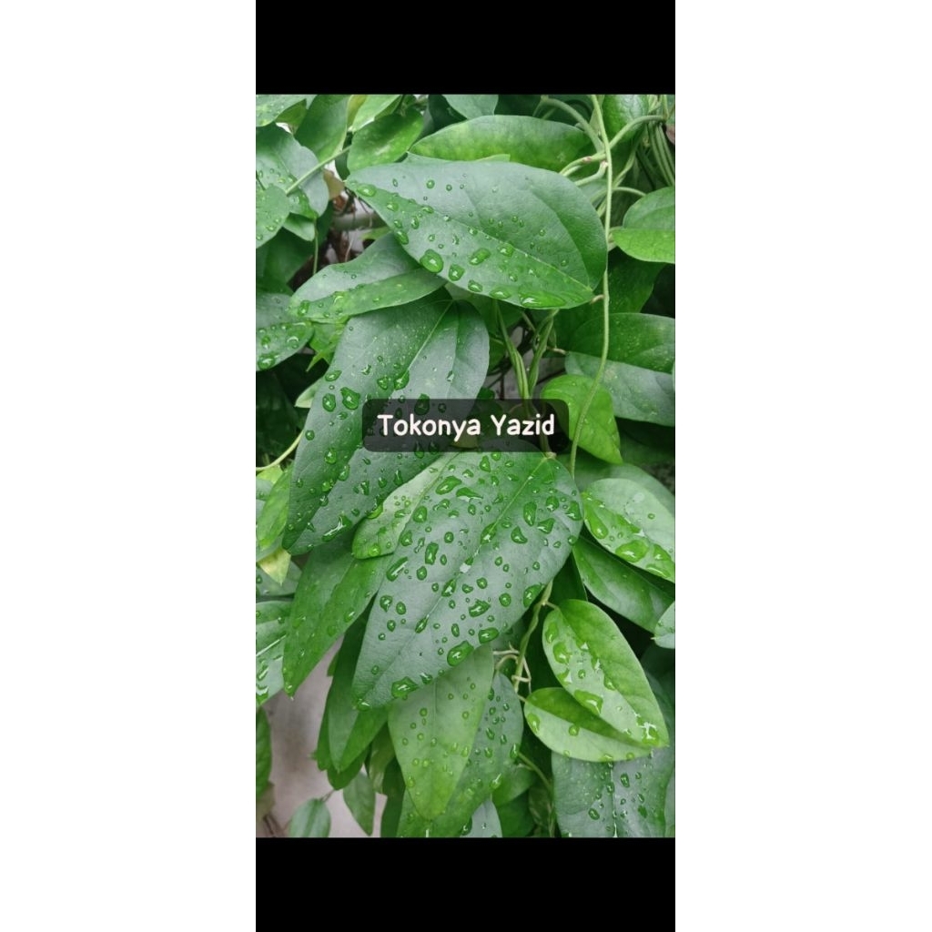 

Daun cincau Hijau Segar / 50 lembar fresh baru petik