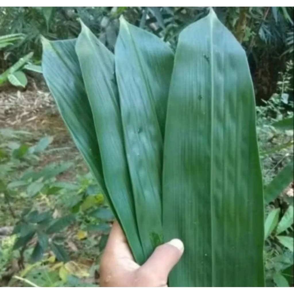

Lebar 12cm isi 60pcs Daun Bambu / BIG BAMBOO FRESH PREMIUM