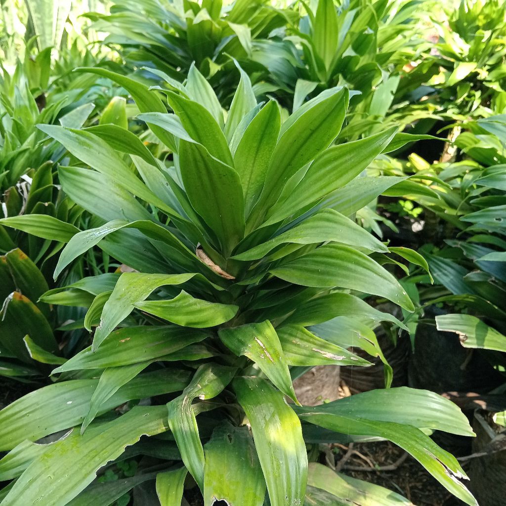 Dracaena Janet Craig tanaman pembersih udara