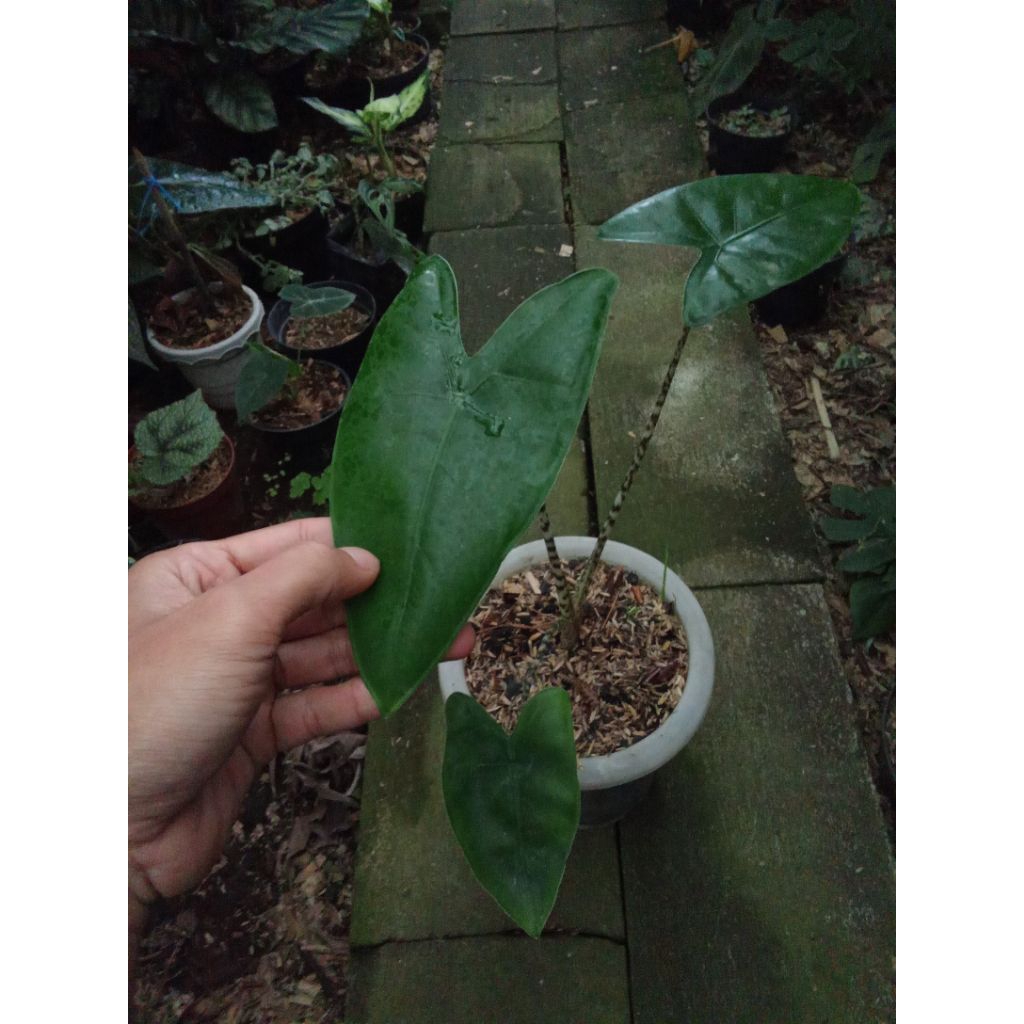 alocasia zebrina