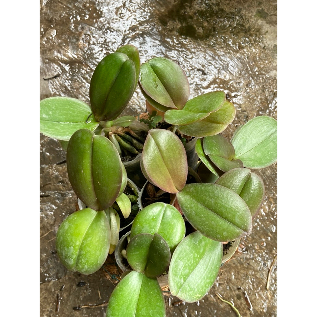 Anggrek Bulan (Seedling)