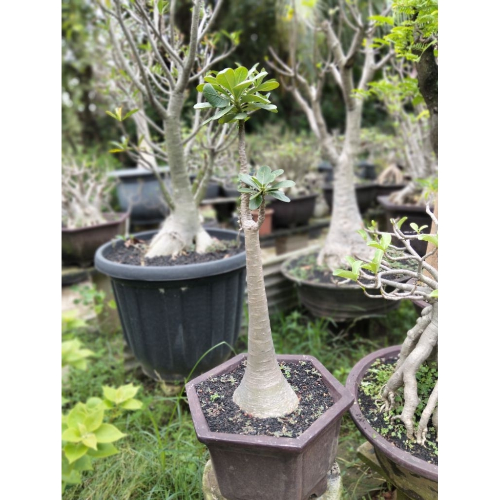 Adenium Socotranum Spesial Kolektor
