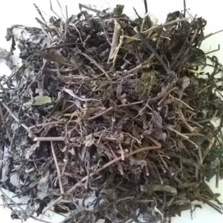 

Daun Kumis Kucing Kering