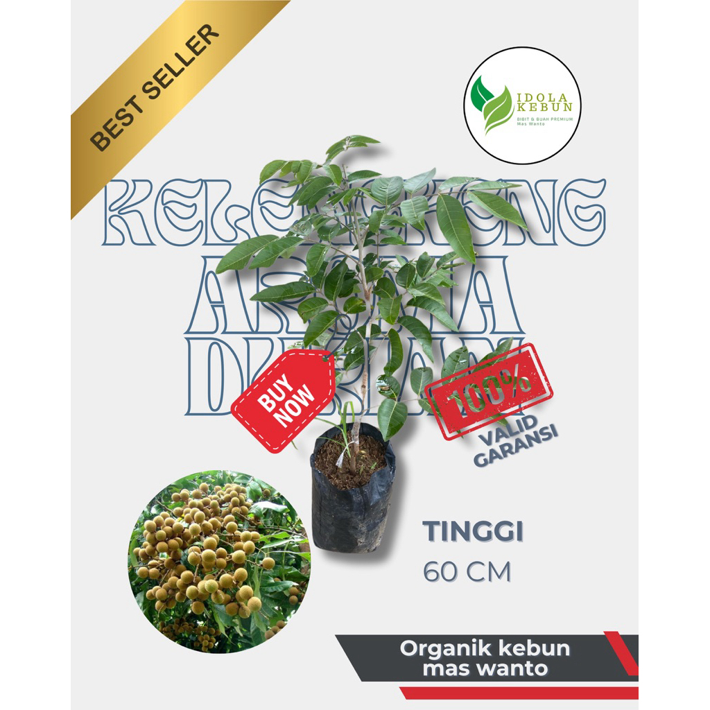 BIBIT KELENGKENG VARIETAS AROMA DURIAN-BIBIT KELENGKENG AROMA DURIAN-BIBIT BUAH KELENGKENG AROMA