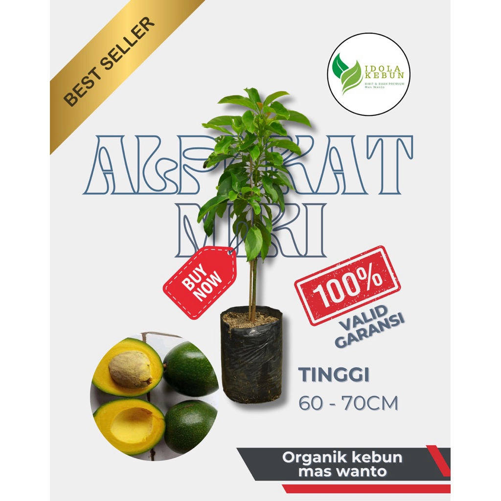 BIBIT ALPUKAT VARIETAS MIKI HASIL OKULASI-BIBIT ALPUKAT MIKI-ALPUKAT MIKI-BIBIT BUAH ALPUKAT MIKI