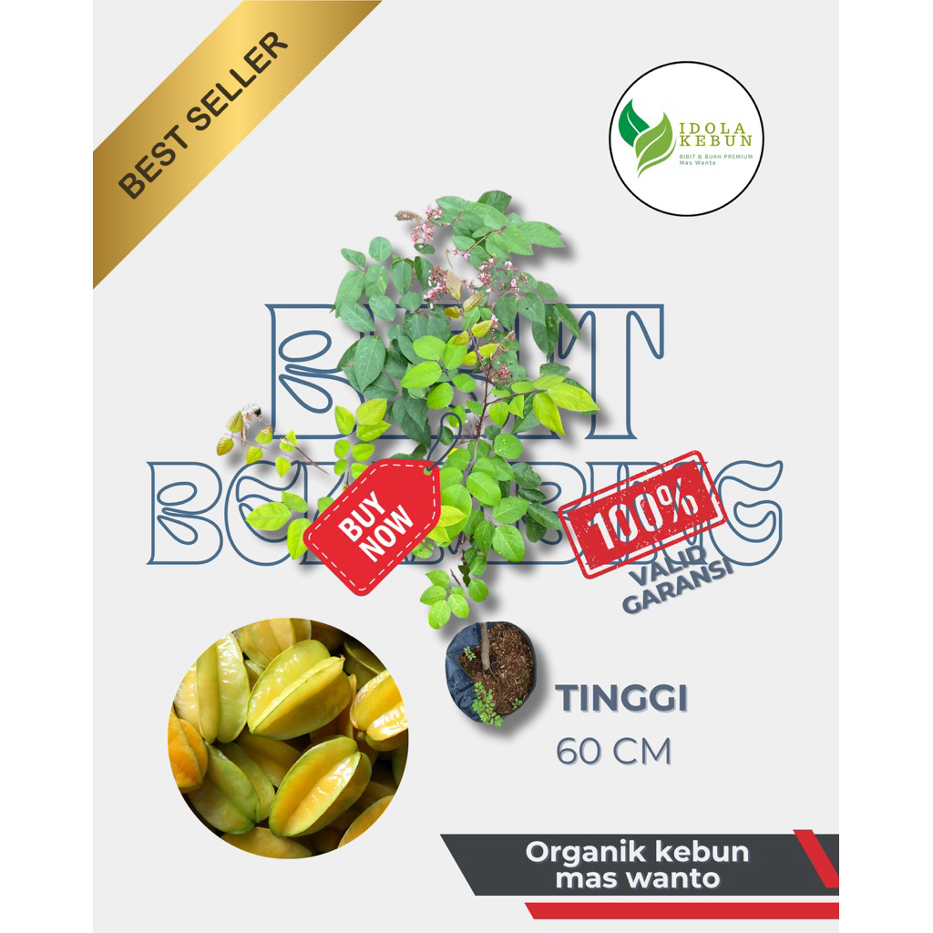 BIBIT BUAH BELIMBING VARIETAS MADU HASIL OKULASI-BIBIT BELIMBING MADU-BIBIT BUAH BELIMBING MADU