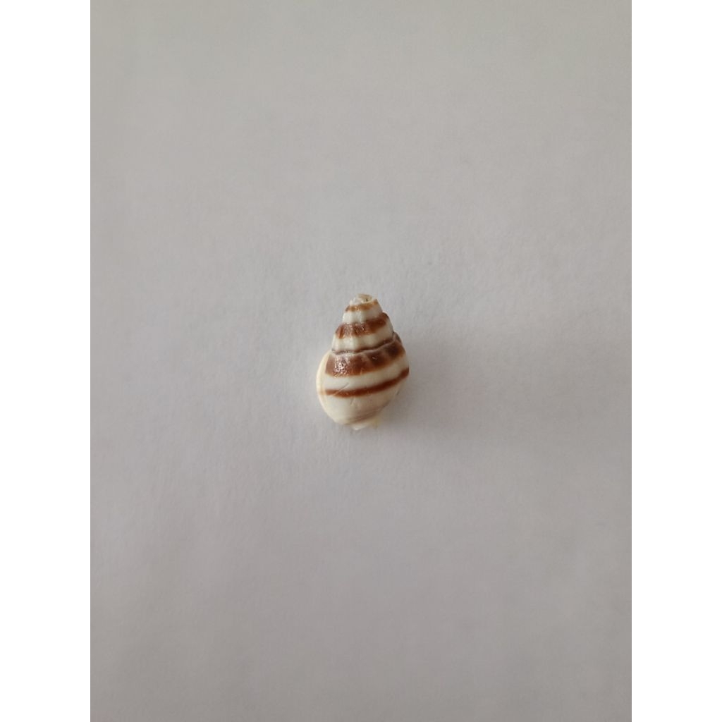 Cangkang Kerang Nassarius Stolatus