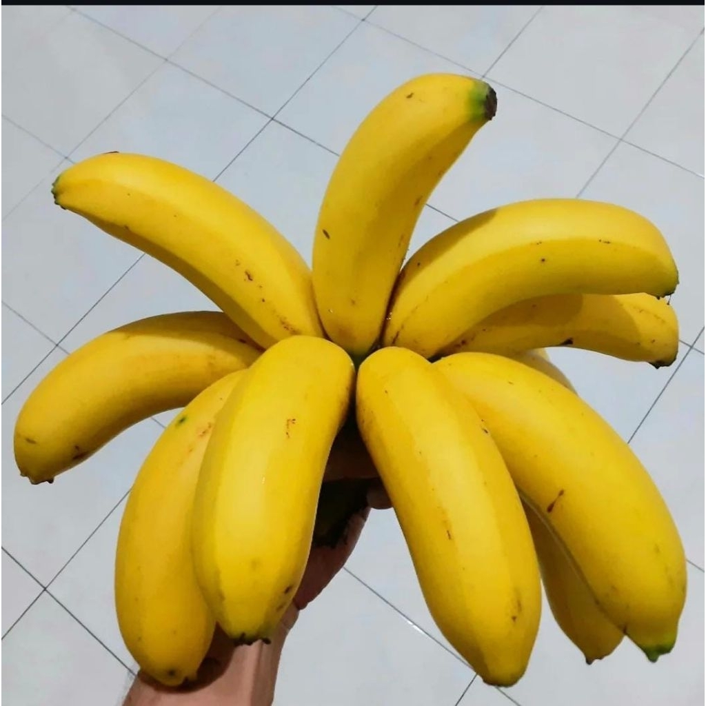 

PISANG GEMBER (1 KG) ASLI PEGUNUNGAN LERENG MURIA