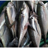 

Ikan Caru Fresh Medan Daily Market