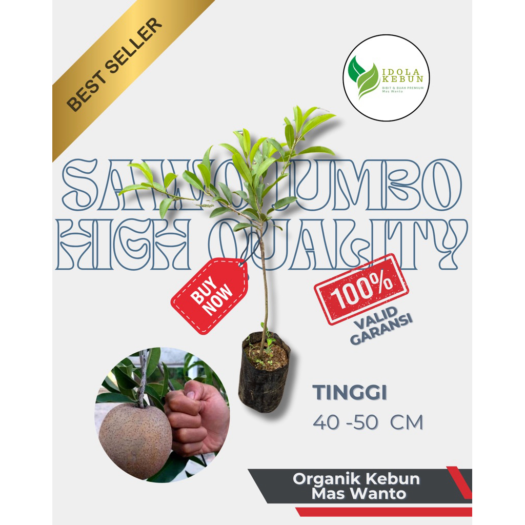 BIBIT SAWO VARIETAS JUMBO VIETNAM-BIBIT BUAH SAWO-BIBIT SAWO JUMBO-BUAH SAWO-BIBIT BUAH SAWO JUMBO