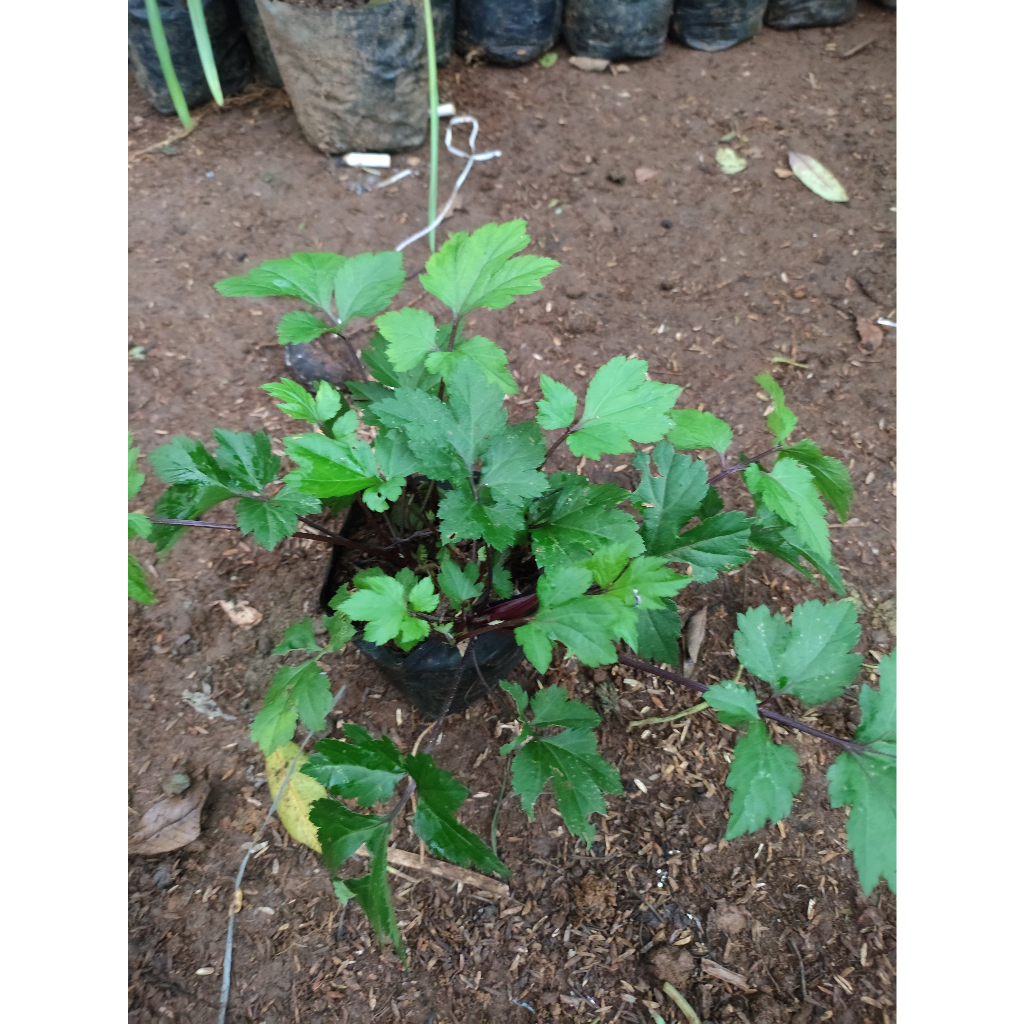 Tanaman herbal purwaceng - purwoceng