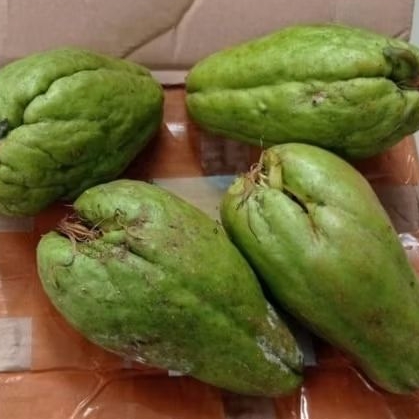 

BIBIT LABU SIAM SIAP TANAM