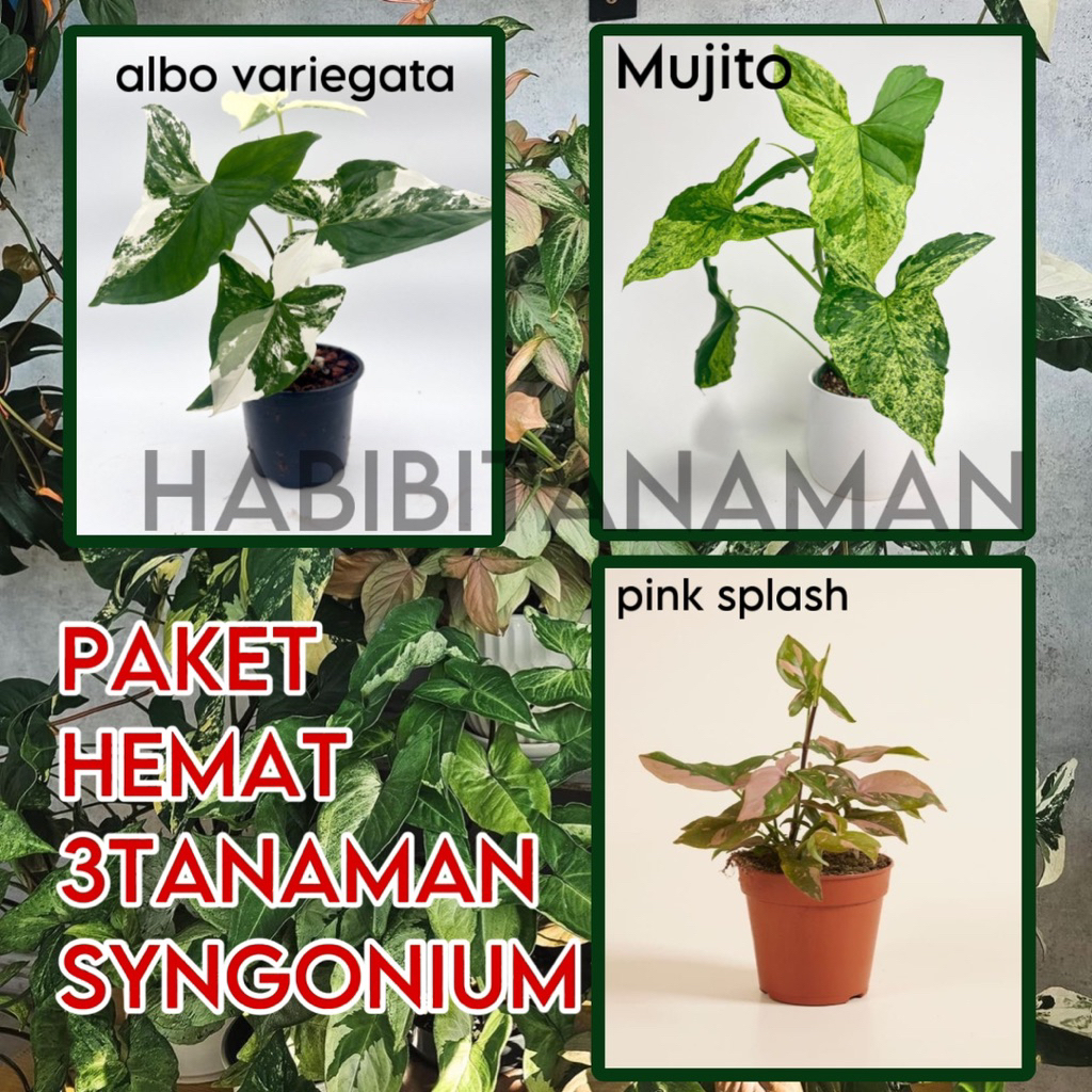 Paket murah syngonium / paket hemat 3jenis syngonium pink splash, syngonium mujito, syngonium albo v