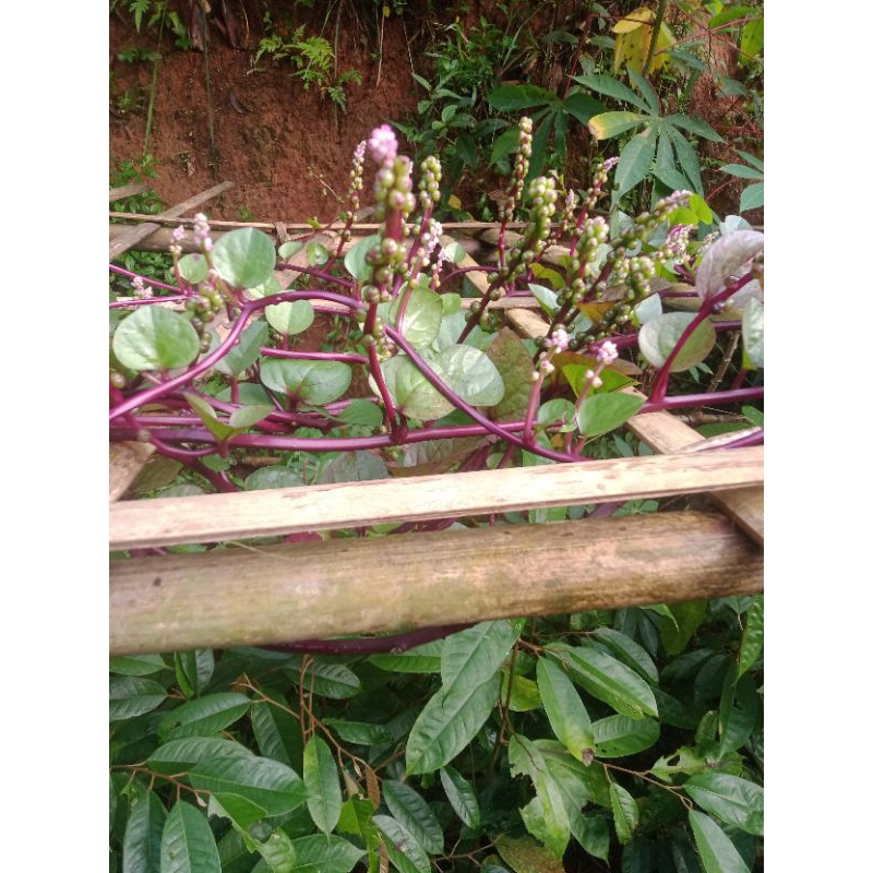 

ready buah pinahong muda segar/100g