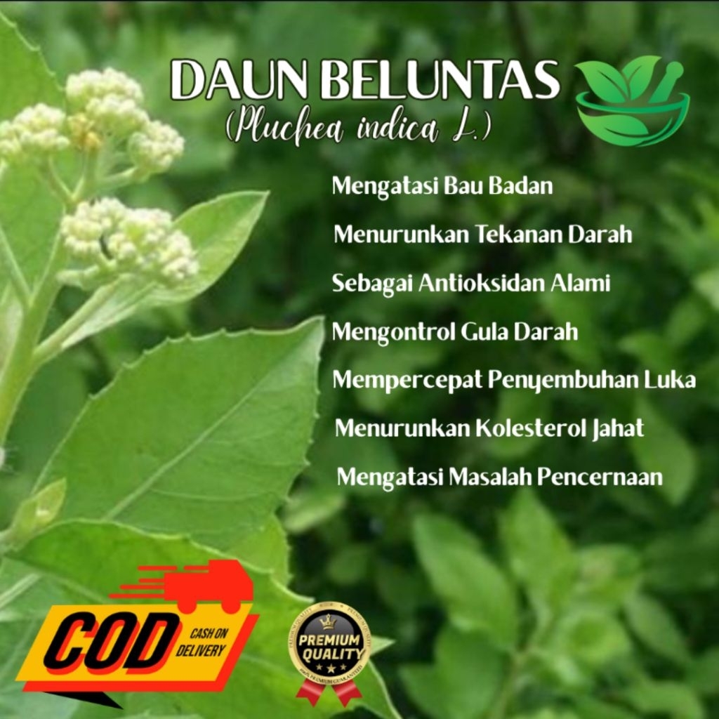 

DAUN BELUNTAS (HERBAL)