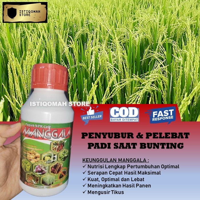 MANGGALA 500ML Pupuk Penyubur dan Pelebat Padi Saat Bunting Paling Ampuh - Pupuk Cair Perangsang Mal