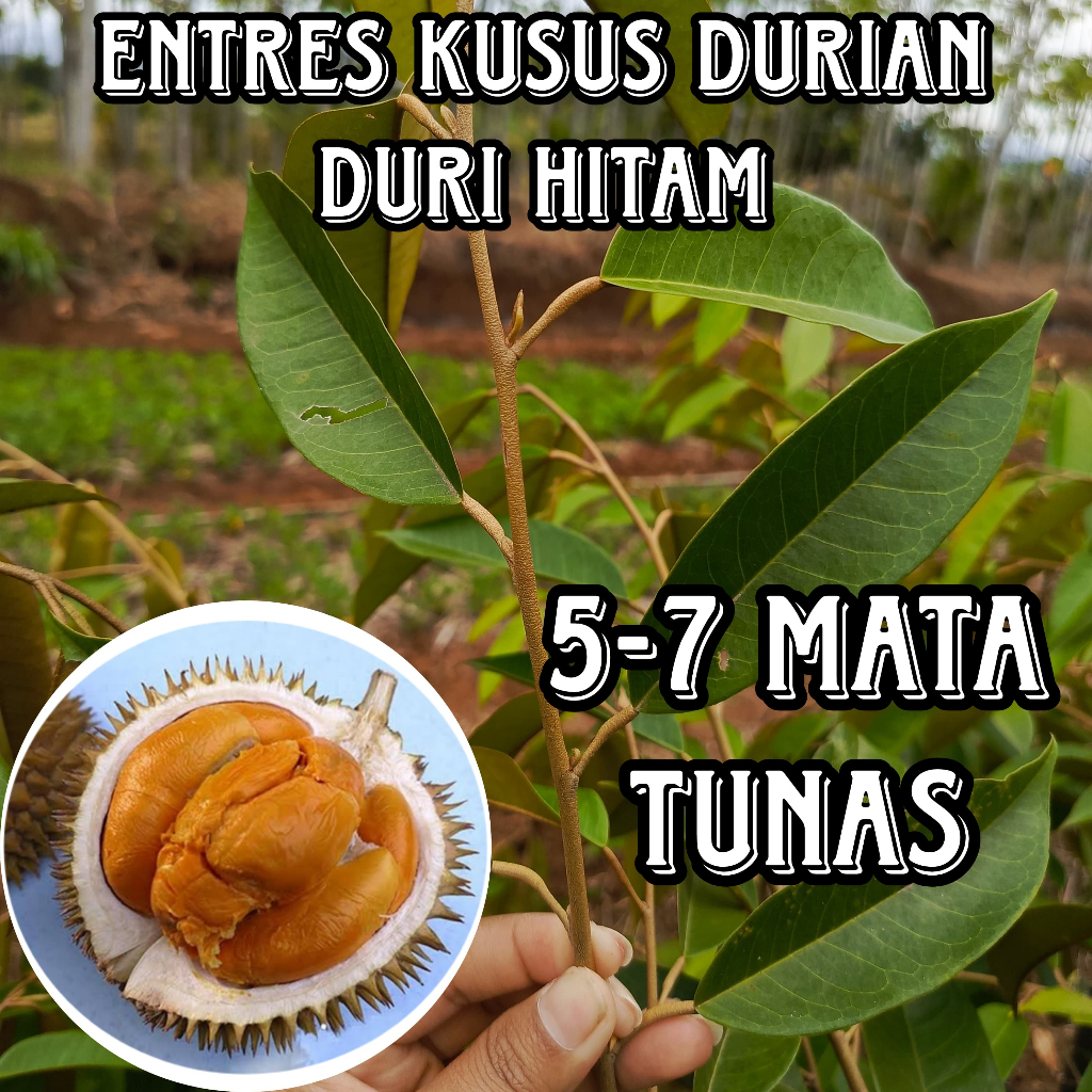 (KHUSUS) ENTRES DURIAN SUPER MATA TUNAS POHON DURIAN DURI HITAM OCHEE BERBUAH ASLI