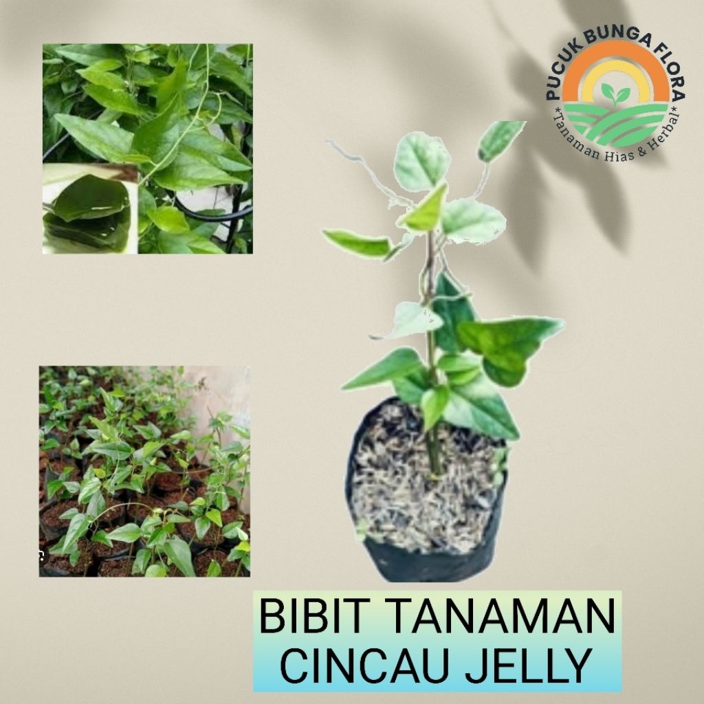 Bibit cincau jelly cincau rambat cincau jelly tanaman cincau jelly daun cincau jelly