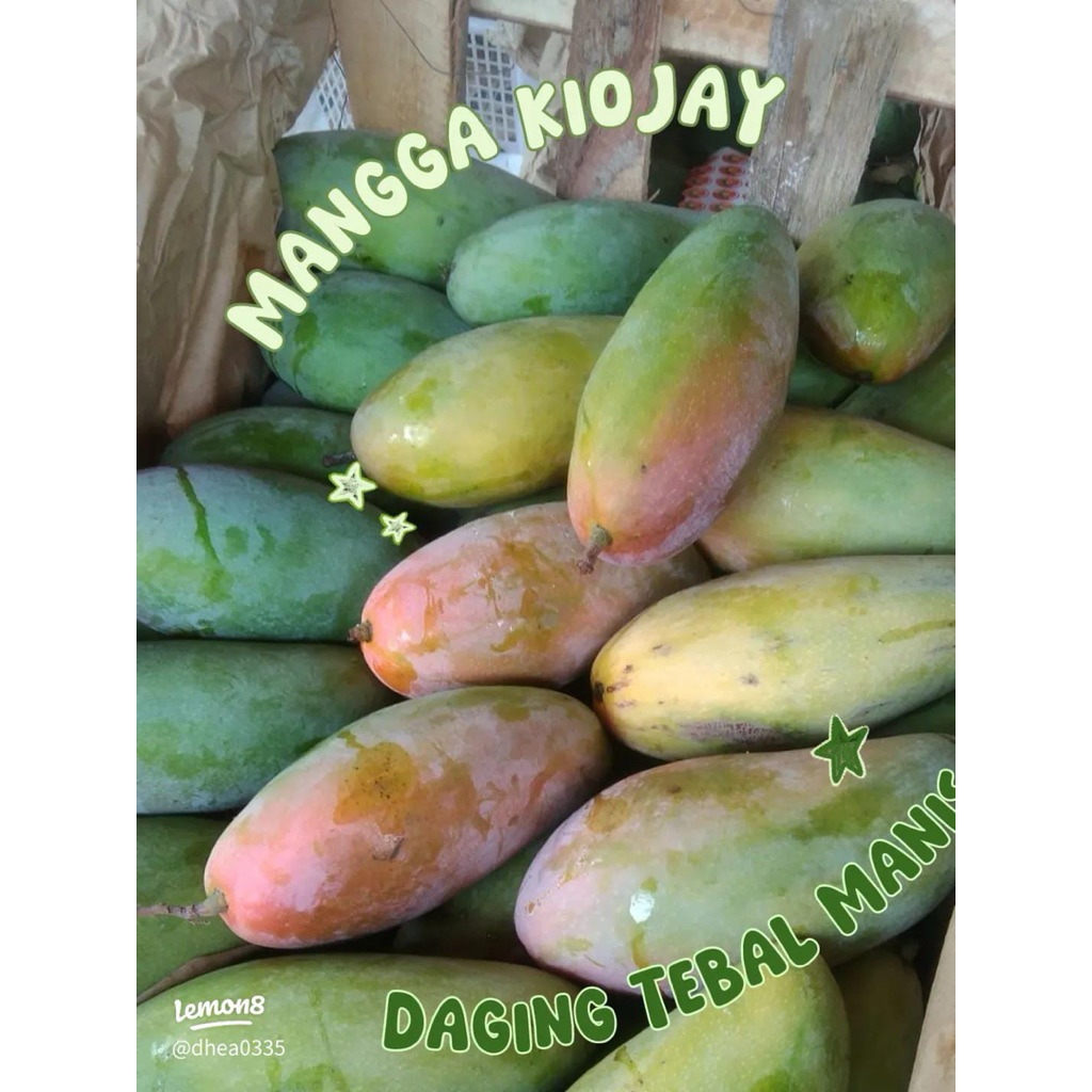 

MANGGA KIOJAY (perbuah)fresss baru petik manis asam segar