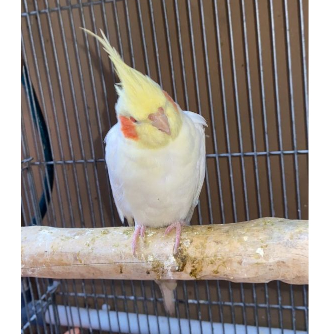 ParrotBoys - Burung Falk Lutino Mata Merah MM Jantan Semi & Kurang Jinak Siapan Ternak