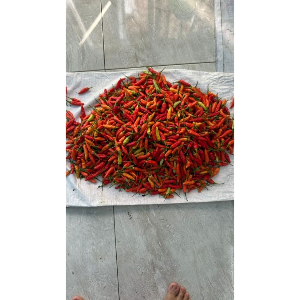 

cabe rawit merah jenis ori 100 gram fres.. langsung petik dan kirim dari petani..