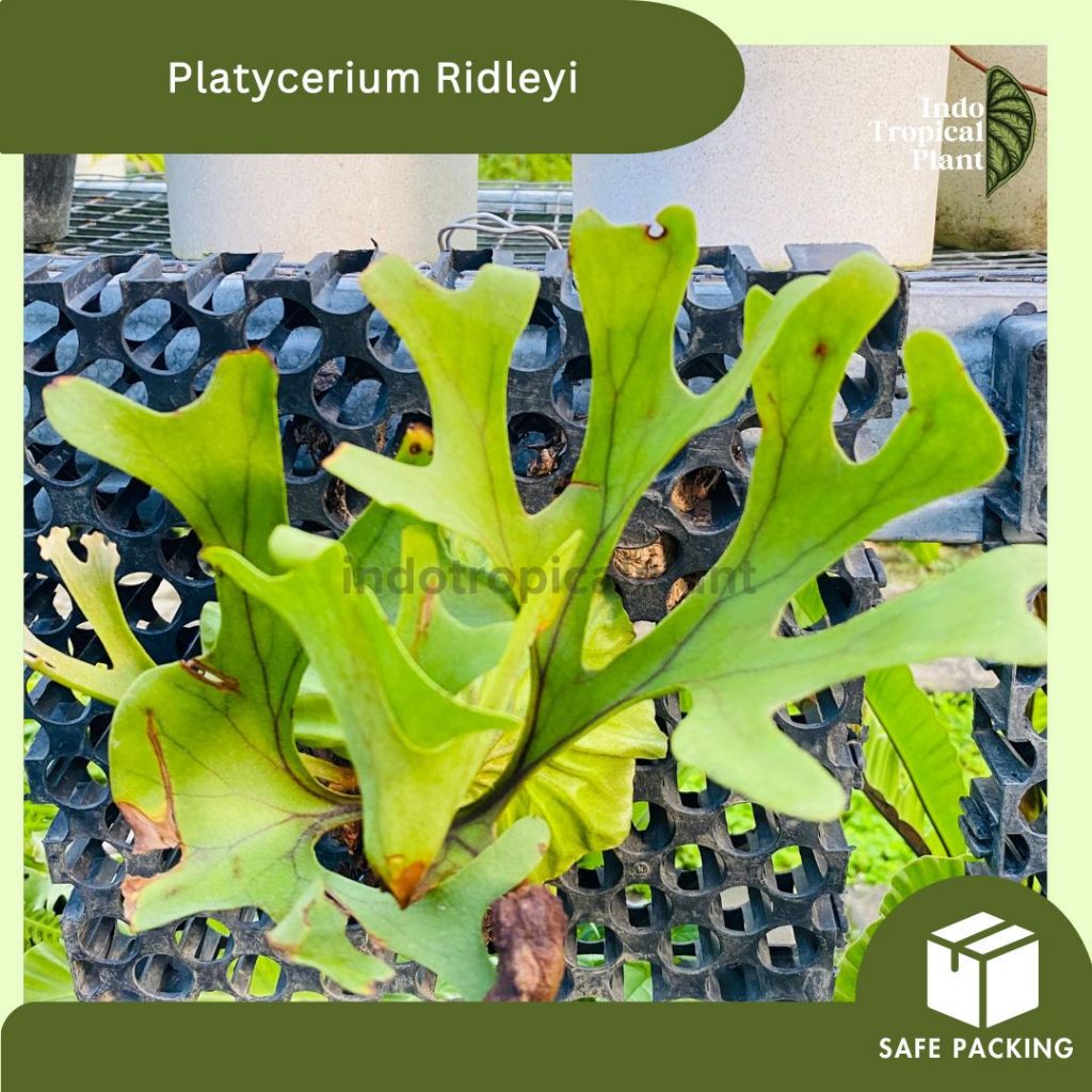 Paku tanduk Rusa ridleyi / Platycerium Ridleyi / Hiasan Taman