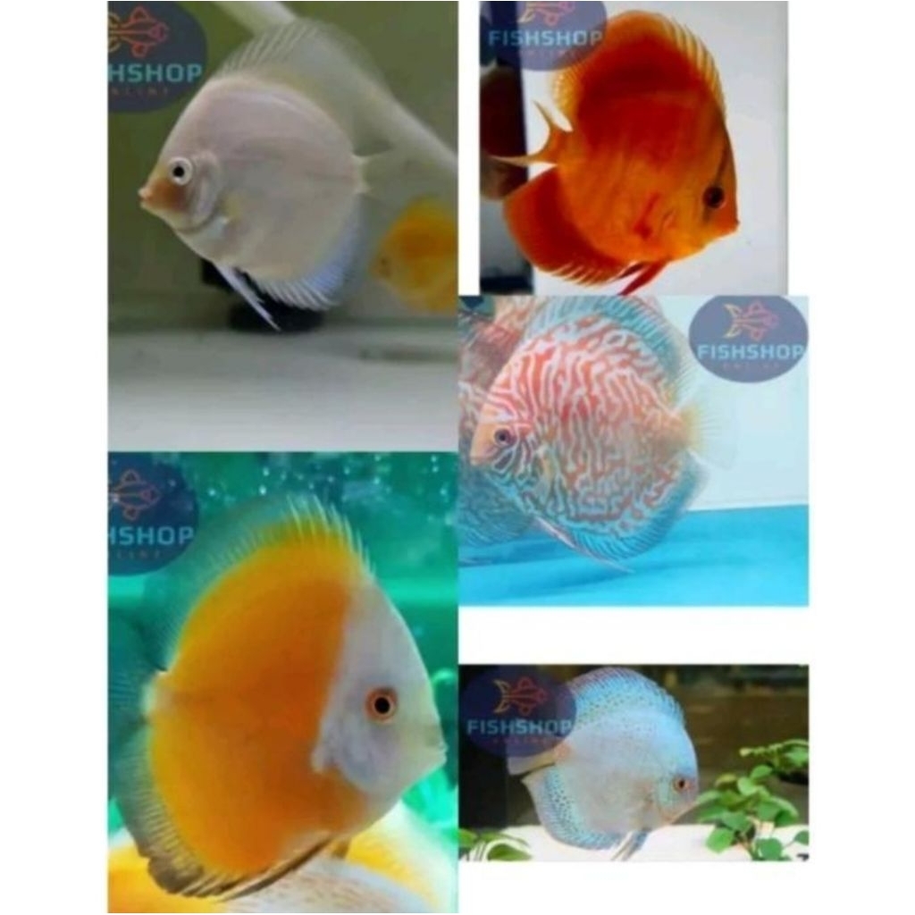 Aquascape Paket Discus 2cm isi 5 ekor / Hiasan Aquarium