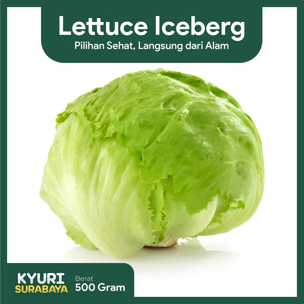 

Iceberg Lettuce 500gr / Lettuce Head / Selada bokor / Sayuran Segar / Sayuran Organik / Sayur Surabaya