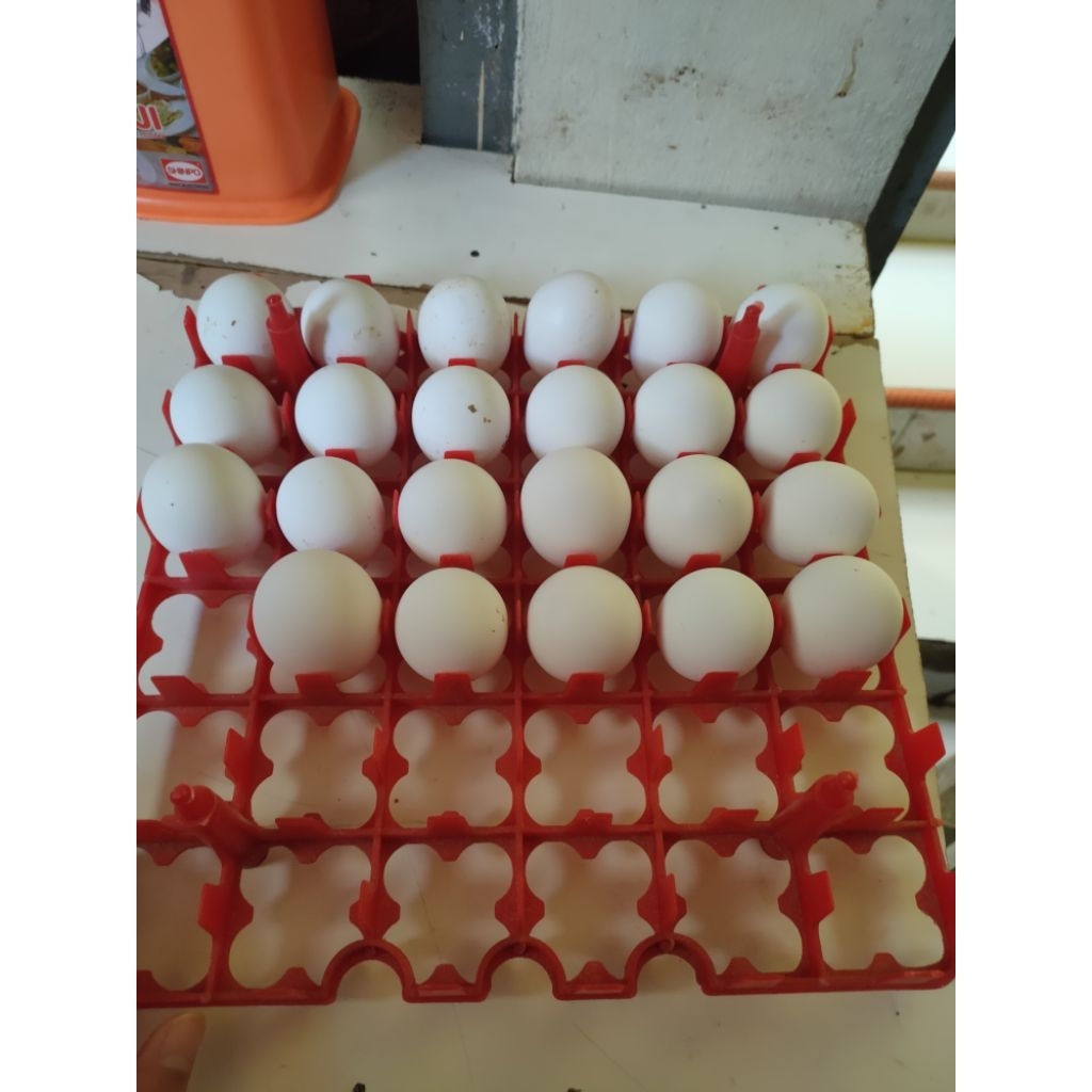 

Telur Ayam WL White Leghorn