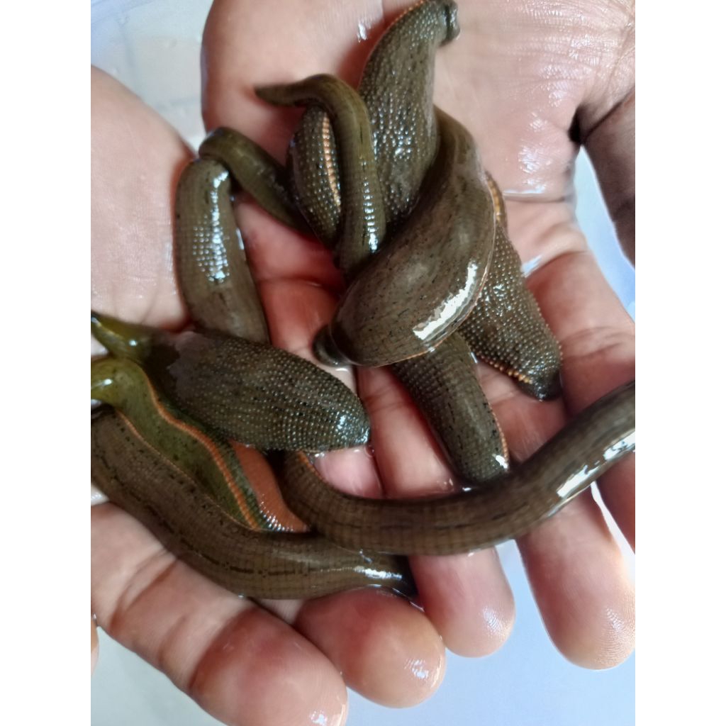 LINTAH TERAPI SIZE JUMBO SEDANG isi 10 ekor