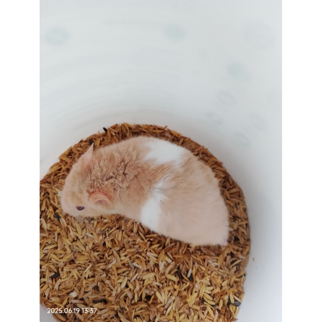 Mainan boneka hamster Syrian Pejantan Siap Kawin